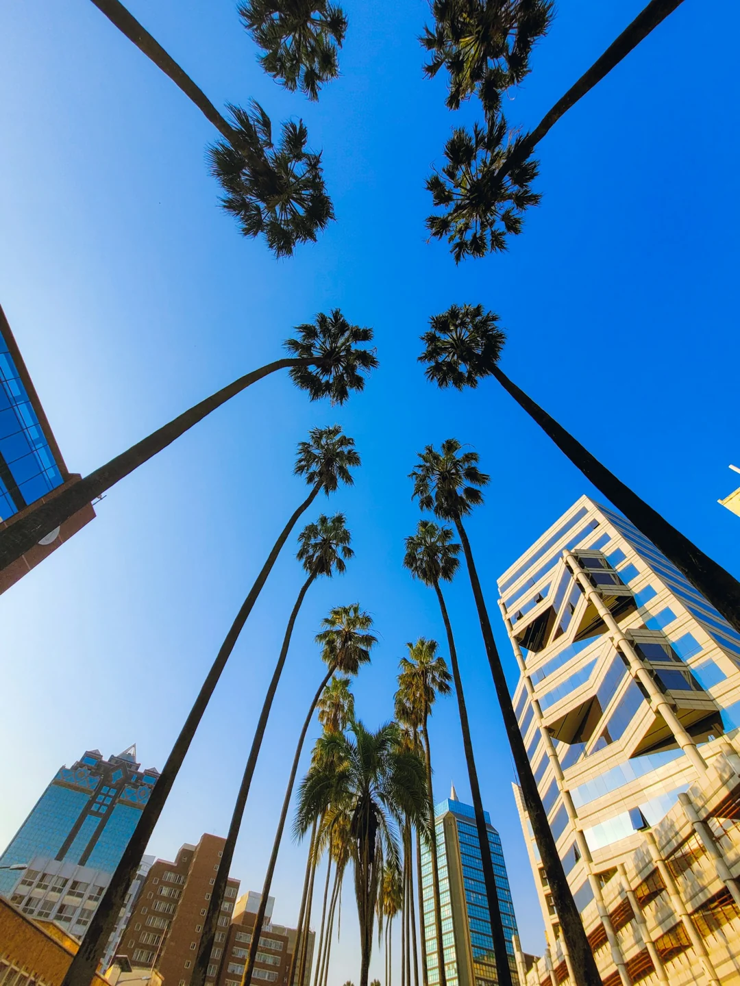 Palm trees and buildings in Harare, Zimbabwe